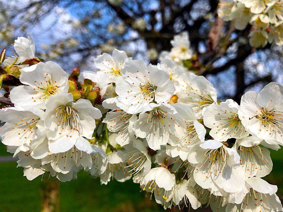 Blossom bloom spring photo