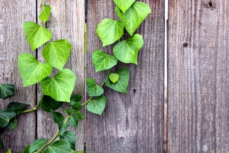 Foliage green nature