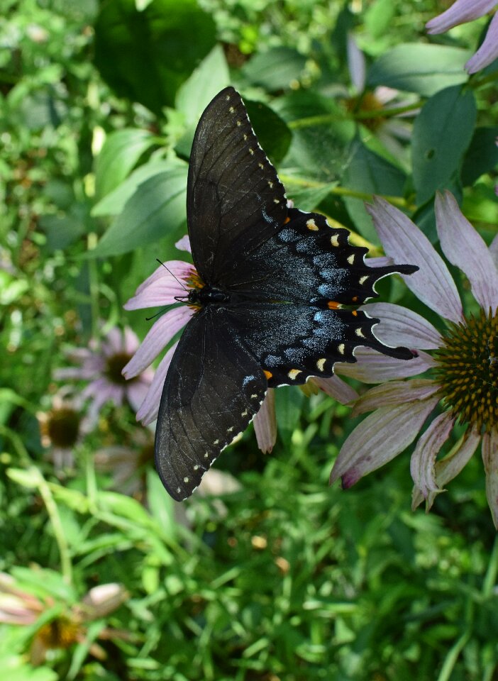 Insect pollinator animal