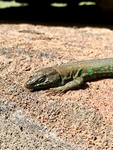 Animalia wild life tropical