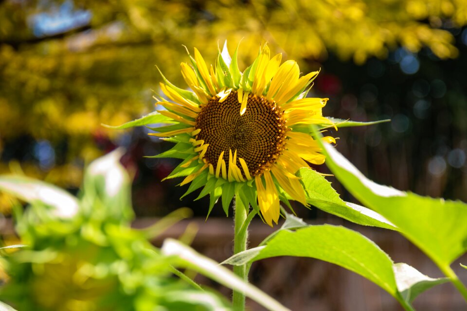 Flower garden petal bloom