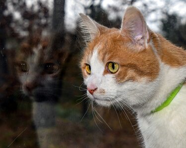 Feline head animal