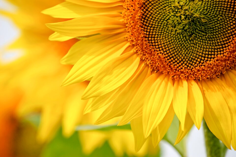 Summer closeup sunflower