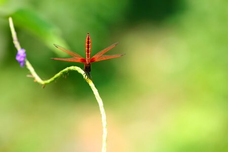 Outdoors flora insect photo