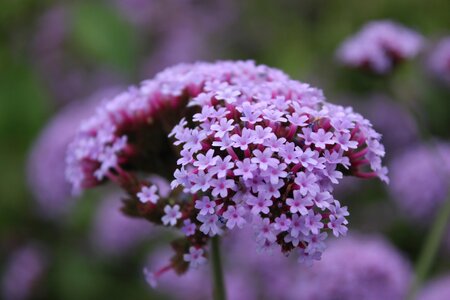 Lavender plant close-range photogrammetry