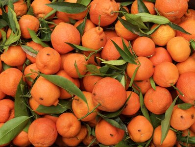 Orange fruit in good health leaf