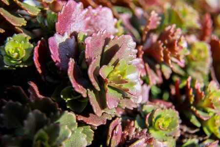 Stonecrop rock garden plant succulents photo