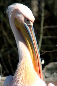 Portrait nature animal
