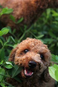 Nature puppy dog