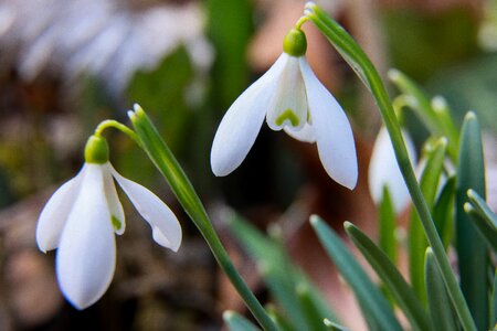 Heart nature plant