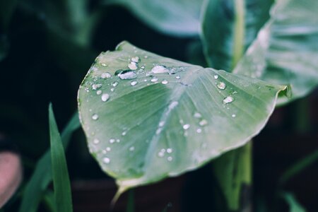 Leaf nature drip photo