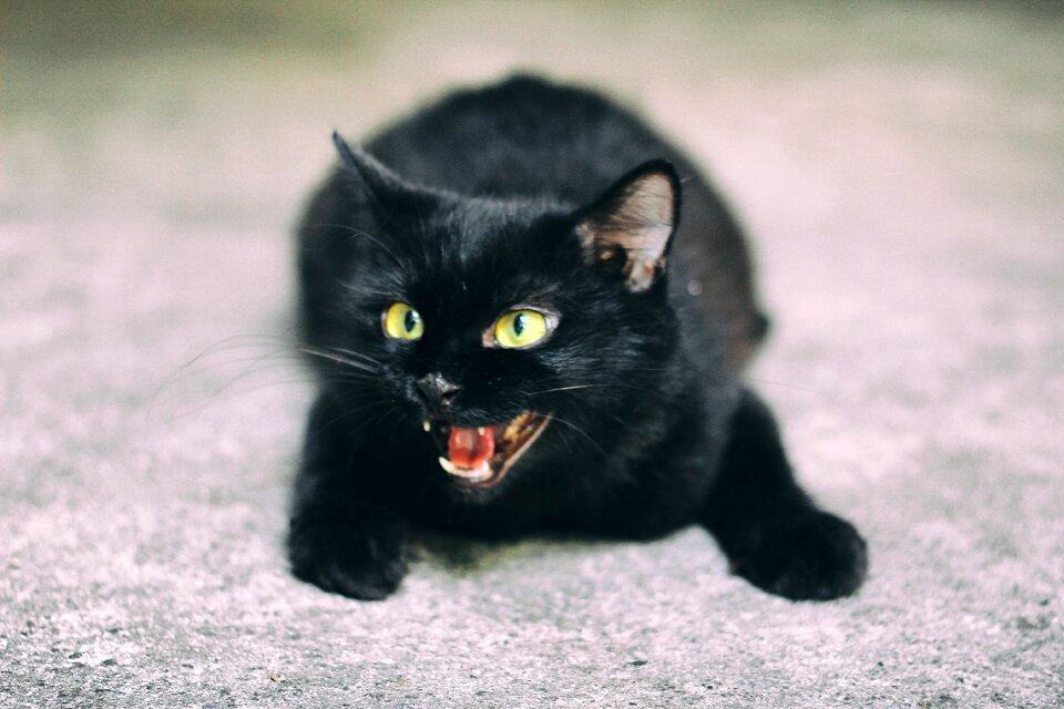 Animal feline pet