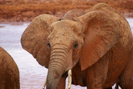 Animal world nature animal