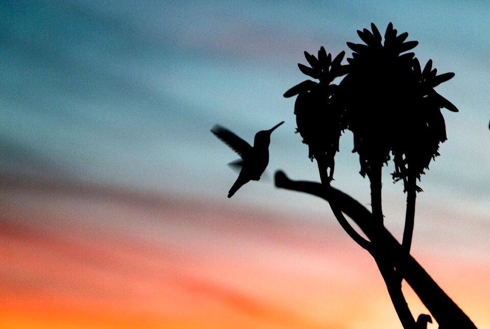 Animal flying tree