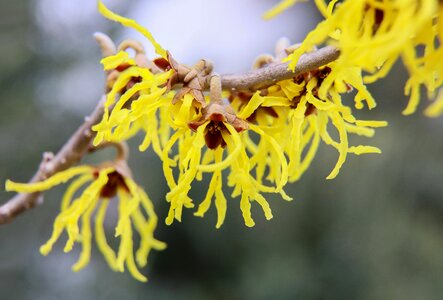 Winter flower shrub bush