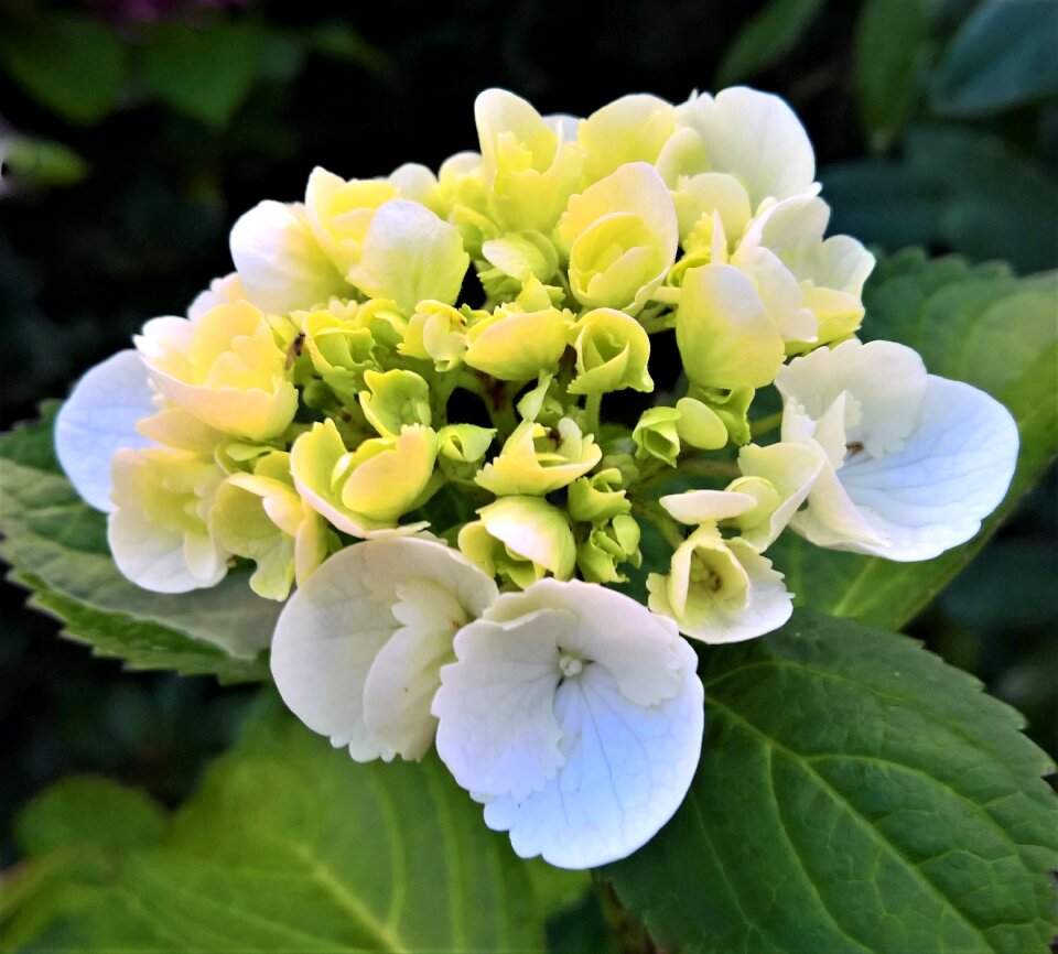 Bloom flower flower buds