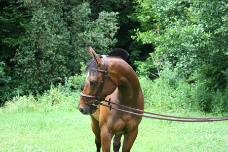Outdoor horse mare thoroughbred