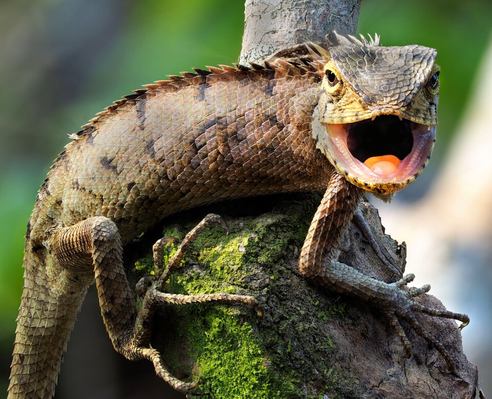 Wildlife types of salamanders salamanders fence
