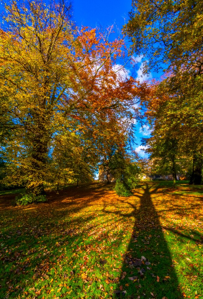 Autumn blue sky fall leaves photo