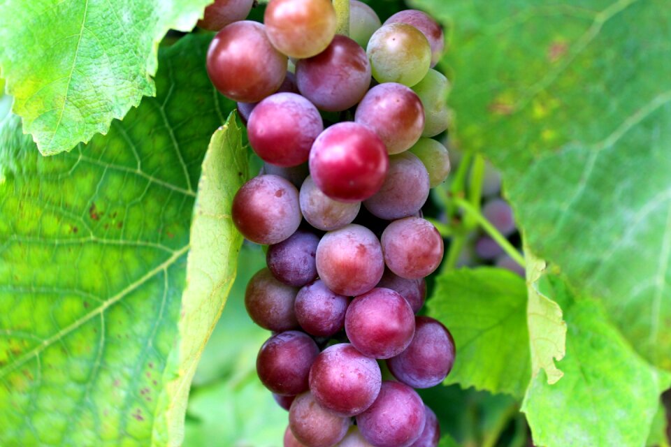 Health food nature