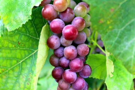 Health food nature