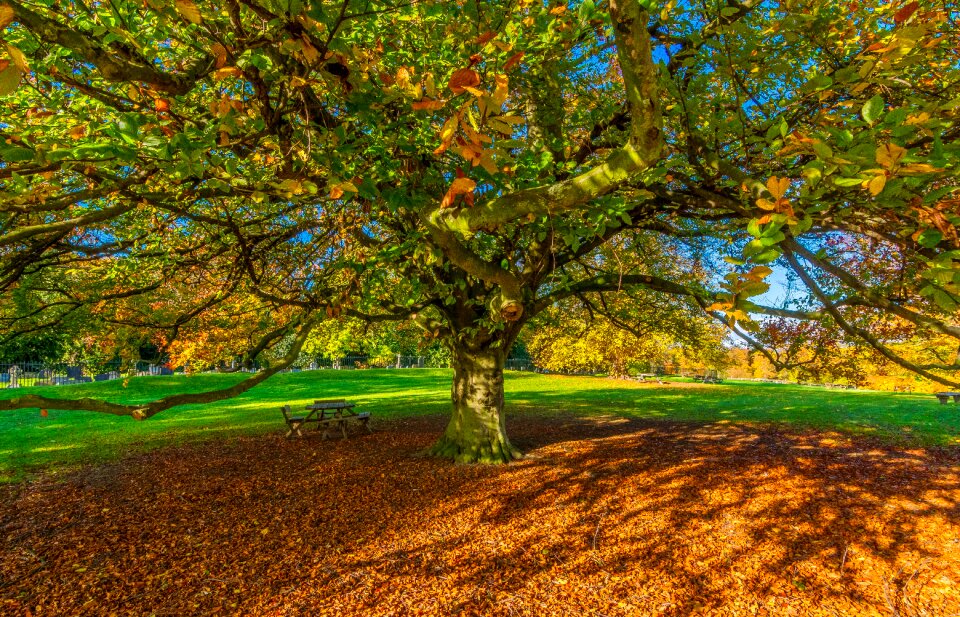 Shadow autumn autumn colour