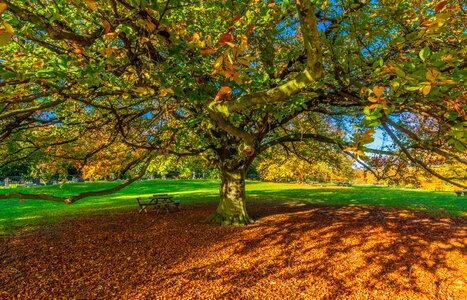 Shadow autumn autumn colour