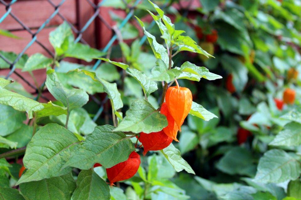 Ornamental plants autumn a garden plant