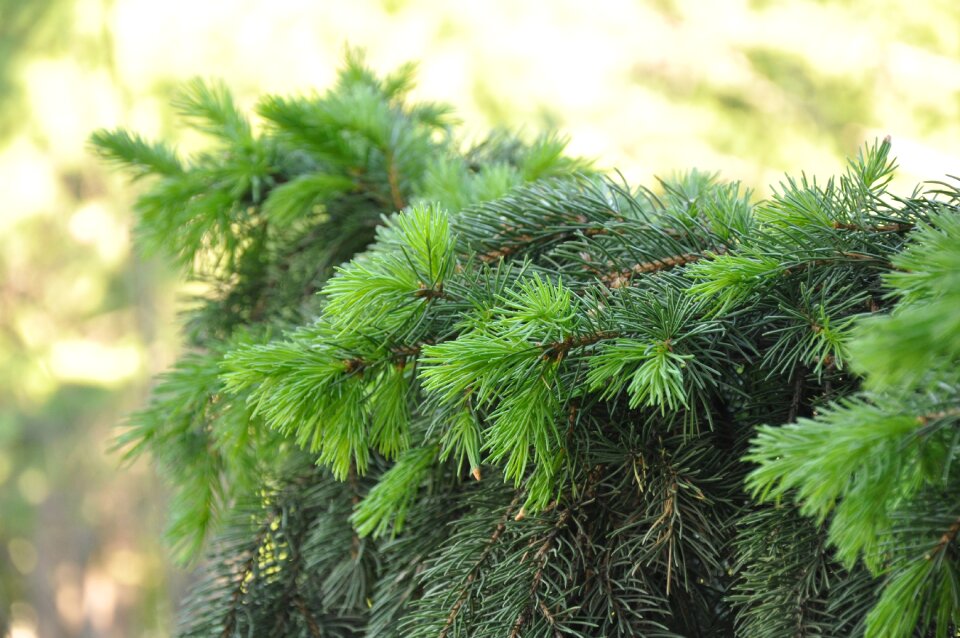 Needles tree greens