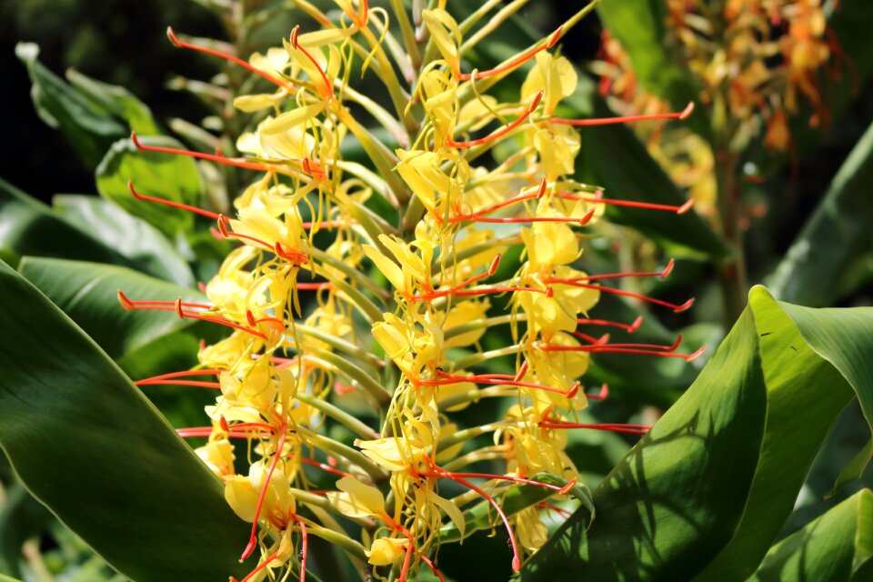 Ribeira quente nature macro