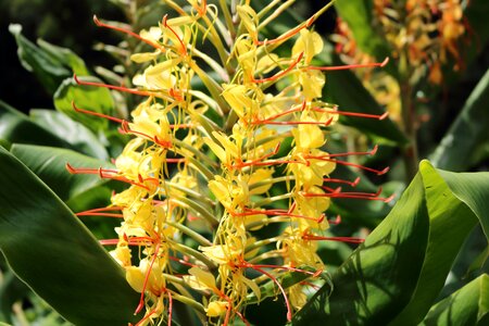 Ribeira quente nature macro