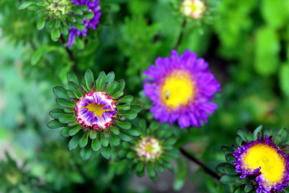 Nature plant flowering