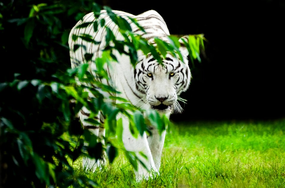 Big cat white tiger sublime