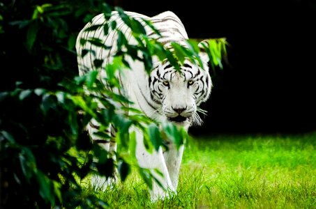 Big cat white tiger sublime