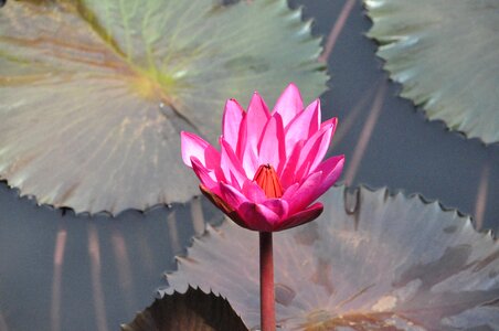 Thai land water lilly floating photo