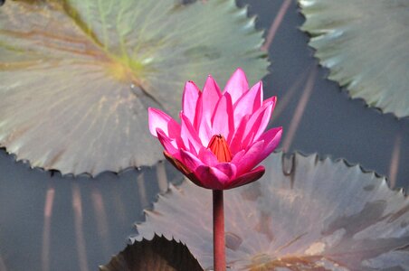 Thai land water lilly floating