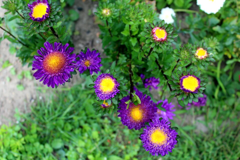 Nature plant a garden plant
