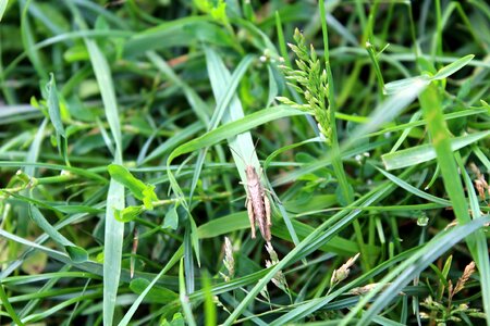 Grasshopper nature meadow grass