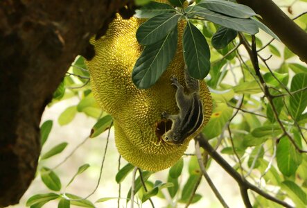 Leaves fruit jack fruit photo