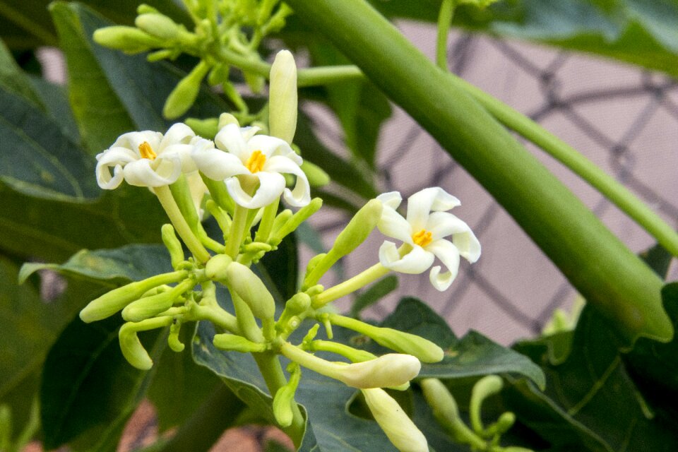 No person garden botanist