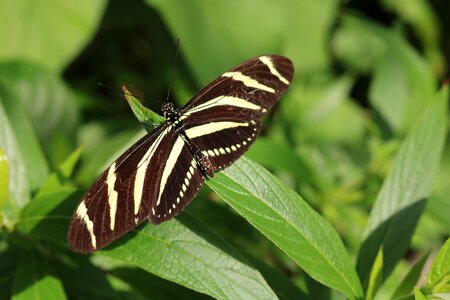 Butterfly insect bug