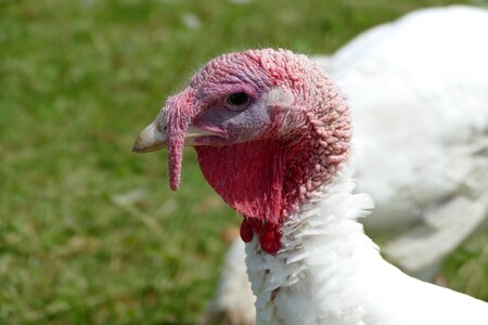 Turkey puter ugly