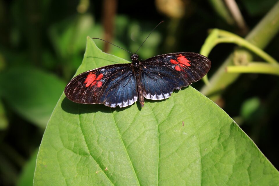 Butterfly insect bug