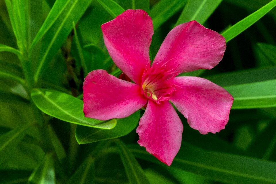 Leaf garden purple flower