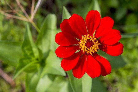 Summer garden flower captain