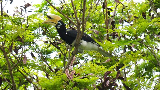 Bird wood wildlife