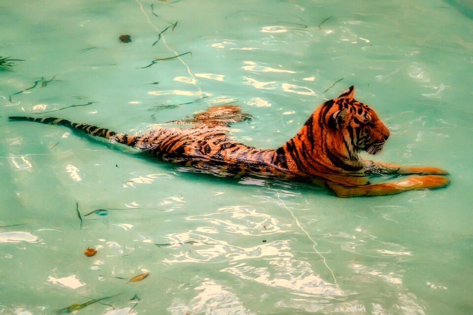 Zoo pond water