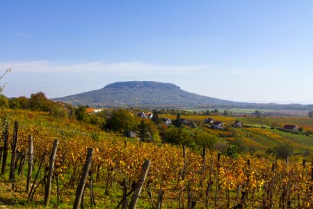 Field vineyard vine photo