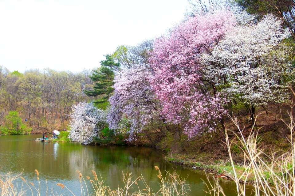 Lake cherry blossom landscape
