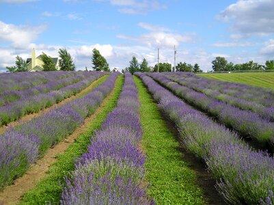 Landscape summer scents